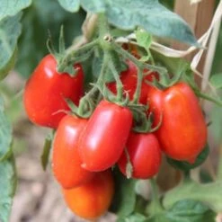 New Products 1 Tomato Roma - Seed