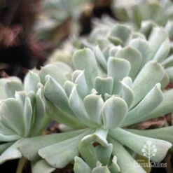 Echeveria Topsy Turvy - Succulent 12 Echeveria Topsy Turvy - Succulent -Plant Seed Store topsy echeveria