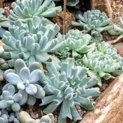 Echeveria Topsy Turvy - Succulent 15 Echeveria Topsy Turvy - Succulent -Plant Seed Store topsy turvy planted 2