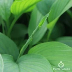 Turmeric 10 Turmeric -Plant Seed Store turmeric new leaf
