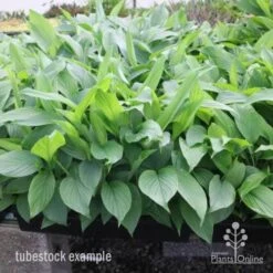 Turmeric 11 Turmeric -Plant Seed Store turmeric tubes