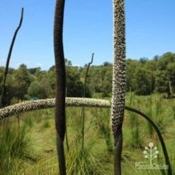 Xanthorrhoea - Grass Tree 15 Xanthorrhoea - Grass Tree -Plant Seed Store two stages of grass tree flowerspike