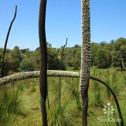 Xanthorrhoea - Grass Tree 6 Xanthorrhoea - Grass Tree - Image 6