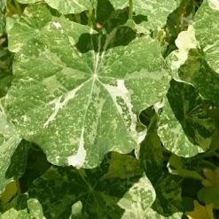 Nasturtium Alaska Salmon Variegated - Seed 5 Nasturtium Alaska Salmon Variegated - Seed -Plant Seed Store variegated nasturtiums leaf