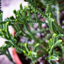Crassula - Watchchain, Rat Tail Succulent -Plant Seed Store watchchain closeup