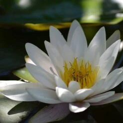 Water Lily Hermine - 1 Bulb -Plant Seed Store water lily shade