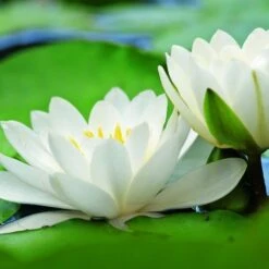 Water Lily Hermine - 1 Bulb -Plant Seed Store water lily hermine 2