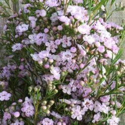 Chamelaucium Dancing Queen - Waxflower 16 Chamelaucium Dancing Queen - Waxflower -Plant Seed Store wax dancing queen pg