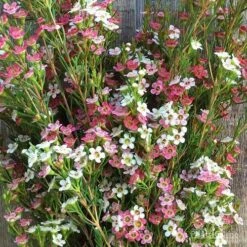 Chamelaucium MY SWEET 16™ - Waxflower 12 Chamelaucium MY SWEET 16™ - Waxflower -Plant Seed Store wax sweet 16 pg