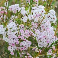 Chamelaucium Dancing Queen - Waxflower 15 Chamelaucium Dancing Queen - Waxflower -Plant Seed Store waxflower dancing queen