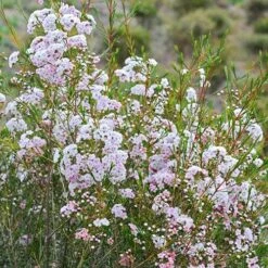 Chamelaucium Dancing Queen - Waxflower 18 Chamelaucium Dancing Queen - Waxflower -Plant Seed Store waxflower dancing queen bush
