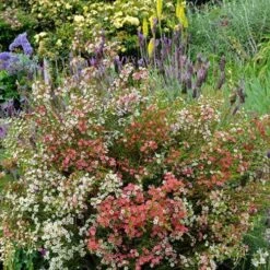 Chamelaucium MY SWEET 16™ - Waxflower 11 Chamelaucium MY SWEET 16™ - Waxflower -Plant Seed Store waxflower my sweet 16