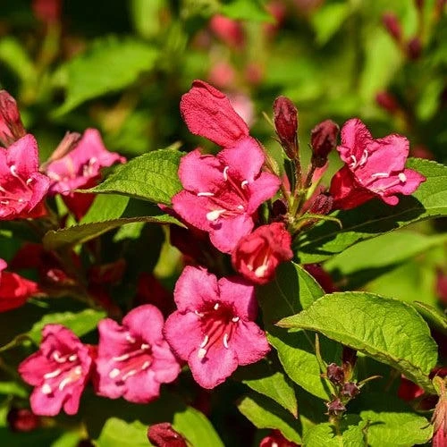 Weigela Eva Rathke 1 Weigela Eva Rathke