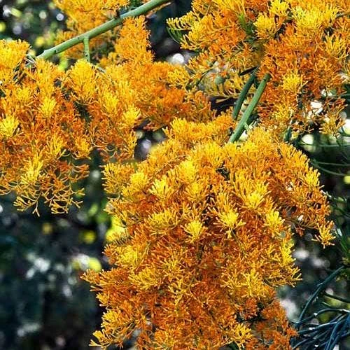 Australian Wildflower WA Christmas Tree - Seed 1 Australian Wildflower WA Christmas Tree - Seed