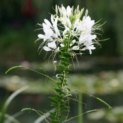 Cleome - Spider Flower - Seed 5 Cleome - Spider Flower - Seed -Plant Seed Store white cleome
