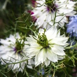 Nigella Miss Jekyll White - Love In A Mist - Seed 6 Nigella Miss Jekyll White - Love In A Mist - Seed -Plant Seed Store white nigella