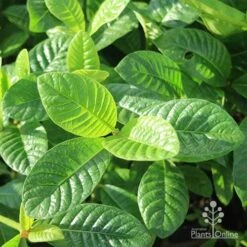 Gardenia White Star 11 Gardenia White Star -Plant Seed Store white star leaves