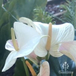 Anthurium White Winner 13 Anthurium White Winner -Plant Seed Store white winner flowers qge