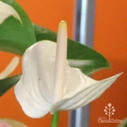 Anthurium White Winner 14 Anthurium White Winner -Plant Seed Store white winner mature spadix coour
