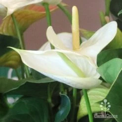 Anthurium White Winner 15 Anthurium White Winner -Plant Seed Store white winner new spadix colour
