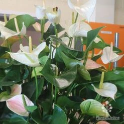 Anthurium White Winner 16 Anthurium White Winner -Plant Seed Store white winner plant flowering