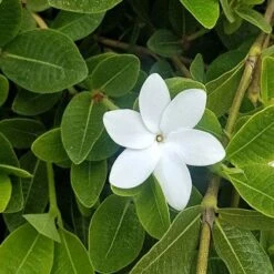 Gardenia White Star