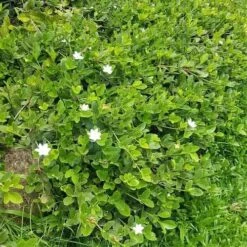 Gardenia White Star 8 Gardenia White Star -Plant Seed Store white star 2 2