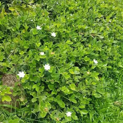 Gardenia White Star 3 Gardenia White Star - Image 3