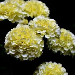 Marigold Kilimanjaro White - Seed -Plant Seed Store white tagetes