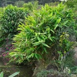 Tiger Grass - Thysanolaena 8 Tiger Grass - Thysanolaena -Plant Seed Store whole plant 4