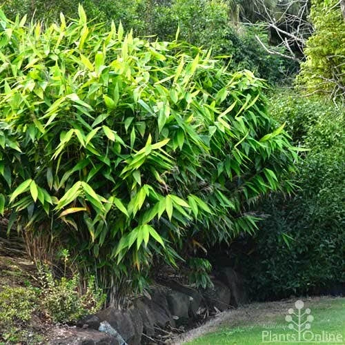 Tiger Grass - Thysanolaena 1 Tiger Grass - Thysanolaena