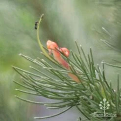 New Products -Plant Seed Store woollybush and ant 500