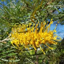 New Products -Plant Seed Store yamba uts 500