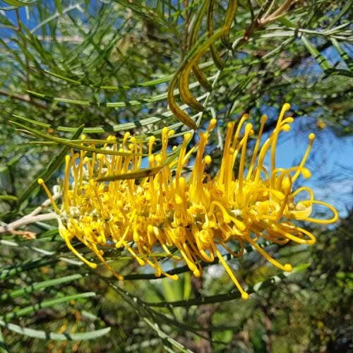 Grevillea Yamba Sunshine 2 Grevillea Yamba Sunshine - Image 2