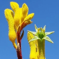 Anigozanthos Yellow Gem - Kangaroo Paw -Plant Seed Store yellow gem paw