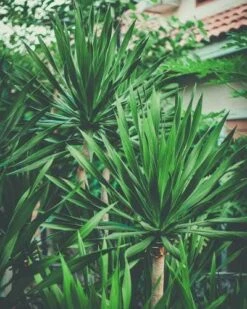 Yucca Elephantipes - Soft-tip Yucca 17 Yucca Elephantipes - Soft-tip Yucca -Plant Seed Store yucca clump small