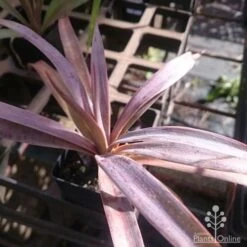 Yucca Desmetiana -Plant Seed Store yucca desmet