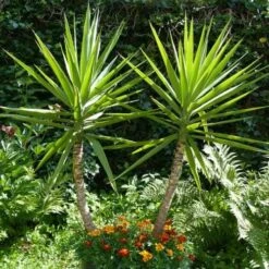 Yucca Elephantipes - Soft-tip Yucca 18 Yucca Elephantipes - Soft-tip Yucca -Plant Seed Store yucca gigantea 1