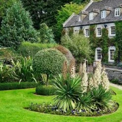 Yucca Elephantipes - Soft-tip Yucca 15 Yucca Elephantipes - Soft-tip Yucca -Plant Seed Store yucca variegated in formal garden