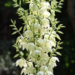 Yucca Elephantipes - Soft-tip Yucca 13 Yucca Elephantipes - Soft-tip Yucca -Plant Seed Store yucca flowers