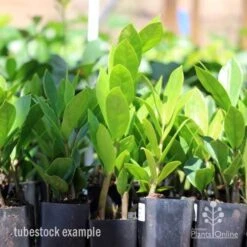 Zamioculcas Zanzibar Gem - ZZ Plant 11 Zamioculcas Zanzibar Gem - ZZ Plant -Plant Seed Store zamioculcas tubes