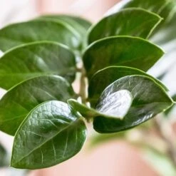 Zamioculcas Zanzibar Gem - ZZ Plant 10 Zamioculcas Zanzibar Gem - ZZ Plant -Plant Seed Store zanzibar leaf closeup