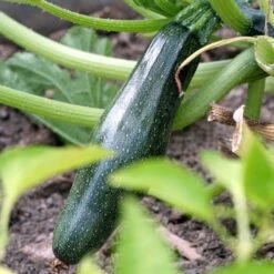 New Products -Plant Seed Store zucchini dark