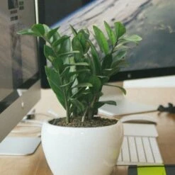 Zamioculcas Zanzibar Gem - ZZ Plant 9 Zamioculcas Zanzibar Gem - ZZ Plant -Plant Seed Store zz desk close